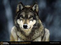 gray wolf